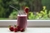 Licuado: frutilla