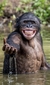 Fantasia de Macaco Super Realista na internet