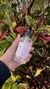 JABON LIQUIDO x 250cc - comprar online