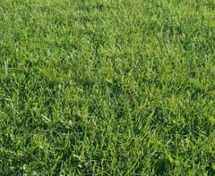 Banner de la categoría SEMILLAS