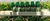 Própolis Verde 30 ml na internet
