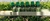 Kit 6 Própolis Verde 30 ml