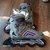 Rollers Mongoose