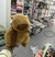 ⚡ PELUCHES C/MANTAS HIPOELERGENICAS PREMIUM✨ en internet