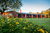 ESTANCIA ROSADA, Villa del Totoral Córdoba. - comprar online