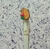 Caneta Gel Apagável 0.8mm Capivara - comprar online