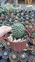 Mammillaria Nejapensis - comprar online