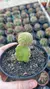 Rebutia Heliosa var. Theresae - comprar online