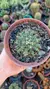 Mammillaria Longimamma