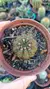 Parodia Ottonis