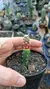 Mammillaria Theresae