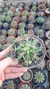 Ferocactus Glauscenses