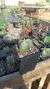 Astrophytum Myriostigma Pentacostatum - comprar online