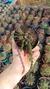 Euphorbia Dichroa