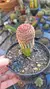 Echinocereus Rigidissimus - comprar online