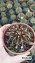 Gymnocalycium Ssp - comprar online