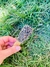 Palo Santo Stick Lollipop - Lavanda Azul