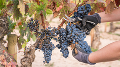 Banner de la categoría VINOS TINTOS
