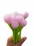 Pluma Tulipán - comprar en línea