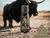 XBull 120ml