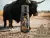 XBull 120ml