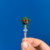 Bud chapado - loja online
