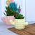 Maceta cactus