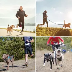 Cinta com Guia Elástica para Cães - Corra Livre com seu Cão na internet