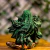 GAIA GR - GUARDIA DA NATUREZA