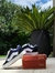 Vans Knu