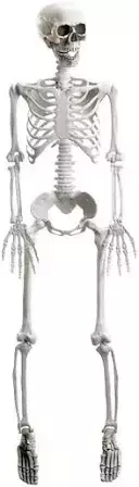 Esqueleto Leopoldo - 90 cm