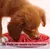 LABIRINTO PET GAMES PINK PEQUENO na internet