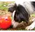 BRINQUEDO REDONDOG M - loja online