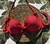 Bikini Corpiño con taza soft - comprar online