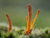 TINTURA MADRE DE CORDYCEPS (Incrementa la energía) - comprar online