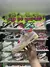Jordan Retro 4 Guava Ice en internet