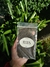 Fucus