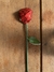 ROSA DE CHOCOLATE