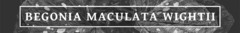 Banner de la categoría Begonia Maculata Wightii