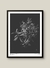 Árbol de Jade 06/60 - comprar online