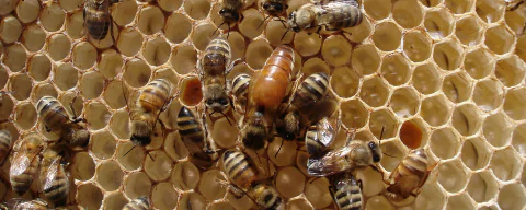 Carrusel Apícola Danangie