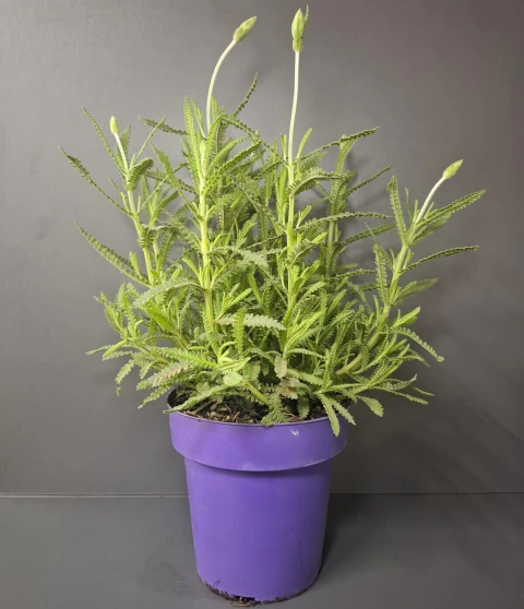 Alfazema / Lavanda Pt 15