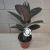 Ficus Elastica Burgundy Pt 17 - comprar online