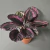 Maranta Rubi Pt 12 - comprar online