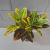 Croton Pt 17 - comprar online