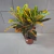 Croton Pt 17