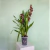 Vaso Cymbidium N 01 Transparente na internet