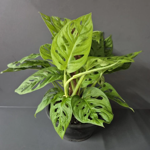 Monstera Adansonii Cuia 21