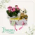 Calanchoe Com Pelucia e Ferrero na internet