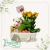 Calanchoe Com Pelucia e Ferrero